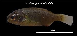 Image result for Archosargus rhomboidalis