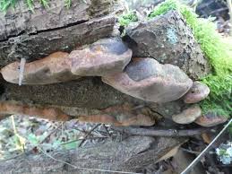 Attēlu rezultāti vaicājumam “Phellinus pomaceus”