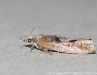 Attēlu rezultāti vaicājumam “Epinotia brunnichana”