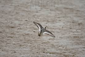 Attēlu rezultāti vaicājumam “Phalaropus fulicarius adult”