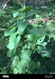 Attēlu rezultāti vaicājumam “Reynoutria sachalinensis leaf”