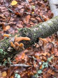 Attēlu rezultāti vaicājumam “Macrotyphula fistulosa var. contorta”