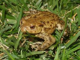 Attēlu rezultāti vaicājumam “Bufo bufo”