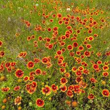 Image result for Gaillardia pulchella