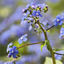 Image result for Vergissmeinnicht