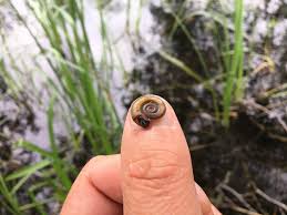 Attēlu rezultāti vaicājumam “Planorbis planorbis”