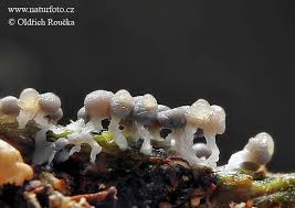 Attēlu rezultāti vaicājumam “Arcyria cinerea”