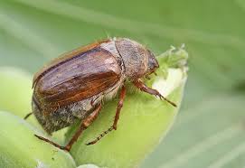 Attēlu rezultāti vaicājumam “Amphimallon solstitiale imago”