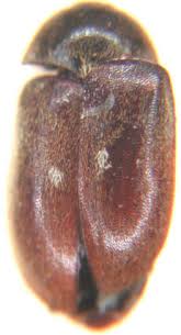 Attēlu rezultāti vaicājumam “Attagenus pellio”