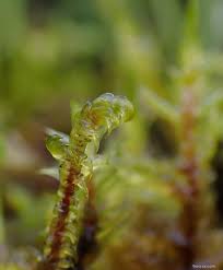 Attēlu rezultāti vaicājumam “Hamatocaulis vernicosus”