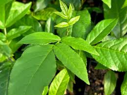 Attēlu rezultāti vaicājumam “Pterocarya fraxinifolia”