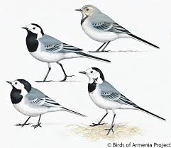 Attēlu rezultāti vaicājumam “Motacilla alba adult”