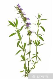 Image result for Ysop