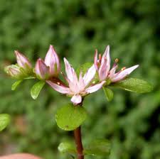 Attēlu rezultāti vaicājumam “Phedimus spurius flower”
