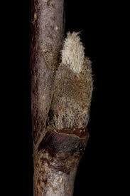 Attēlu rezultāti vaicājumam “Sorbus aucuparia bud”