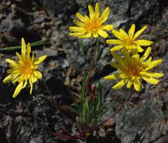 Image result for Agoseris major