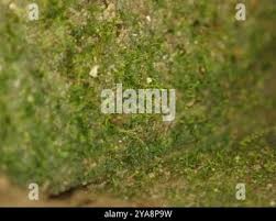 Attēlu rezultāti vaicājumam “Seligeria donniana”