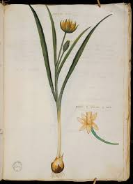 Attēlu rezultāti vaicājumam “Tulipa sylvestris bud”