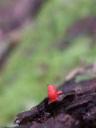 Attēlu rezultāti vaicājumam “Lycogala conicum”