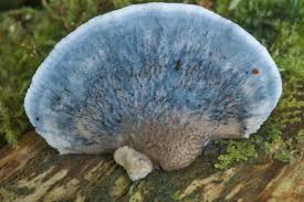 Attēlu rezultāti vaicājumam “Postia caesia”