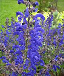 Image result for Salvia pratensis