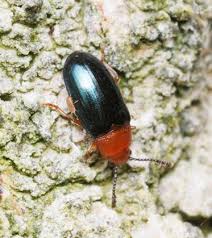 Attēlu rezultāti vaicājumam “Triplax aenea”