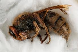 Attēlu rezultāti vaicājumam “Vespa crabro”