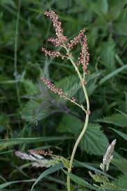 Attēlu rezultāti vaicājumam “Rumex acetosa”