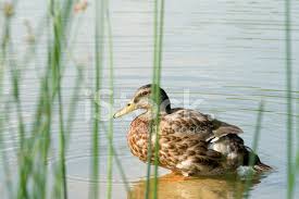 Attēlu rezultāti vaicājumam “Anas platyrhynchos juvenile”