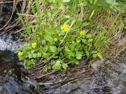 Attēlu rezultāti vaicājumam “Chrysosplenium alternifolium bud”