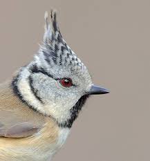 Attēlu rezultāti vaicājumam “Lophophanes cristatus adult”