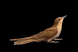 Image result for Coccyzus erythropthalmus