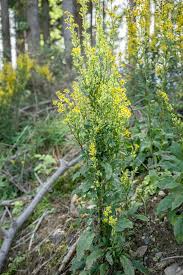 Attēlu rezultāti vaicājumam “Solidago virgaurea leaf”