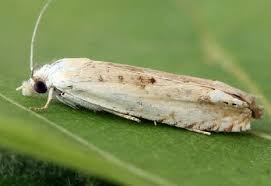 Attēlu rezultāti vaicājumam “Eucosma aspidiscana”