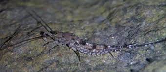 Attēlu rezultāti vaicājumam “Machilidae”