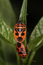 Attēlu rezultāti vaicājumam “Eurydema dominulus”