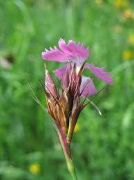 Attēlu rezultāti vaicājumam “Dianthus arenarius bud”