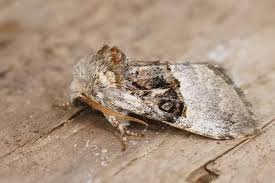 Attēlu rezultāti vaicājumam “Hadula trifolii”