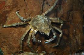 Image result for Hyas araneus