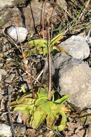 Attēlu rezultāti vaicājumam “Pinguicula alpina”