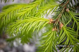 Attēlu rezultāti vaicājumam “Picea abies leaf”