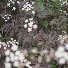 Attēlu rezultāti vaicājumam “Anthriscus sylvestris flower”