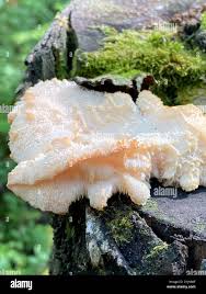 Attēlu rezultāti vaicājumam “Hericium cirrhatum”