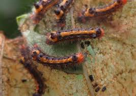 Attēlu rezultāti vaicājumam “Acronicta megacephala larva”