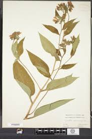 Attēlu rezultāti vaicājumam “Symphytum asperum”