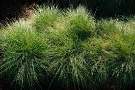 Attēlu rezultāti vaicājumam “Festuca rubra subsp. rubra fruit”