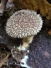 Attēlu rezultāti vaicājumam “Lycoperdon echinatum”