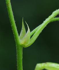 Attēlu rezultāti vaicājumam “Humulus lupulus bud”