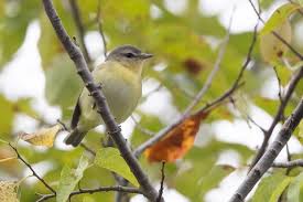 Image result for Vireo philadelphicus