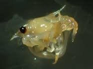 Image result for Metacarcinus magister